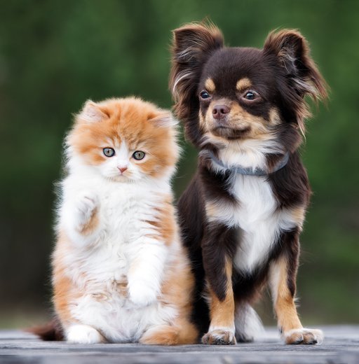 dog and kitten together