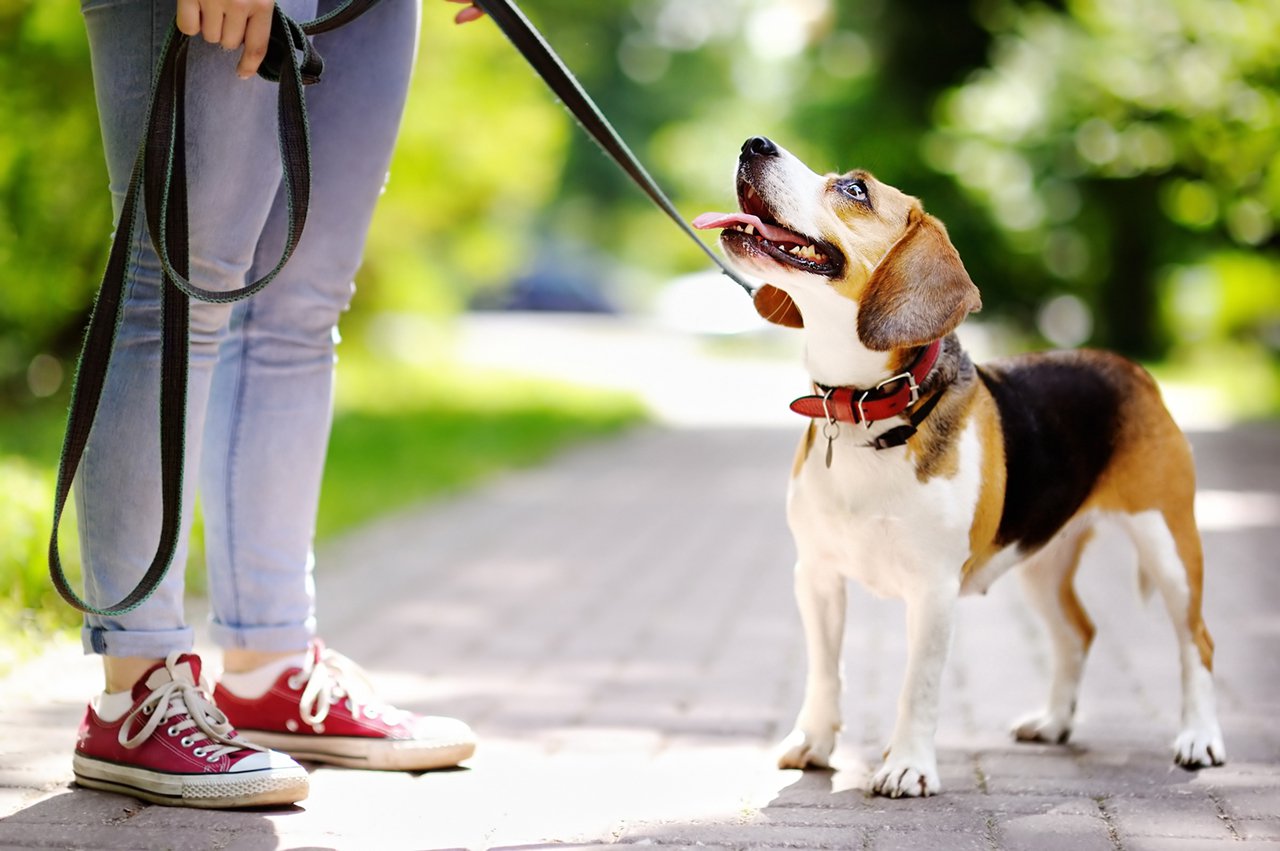 Young woman walking with Beagle dog in the park.